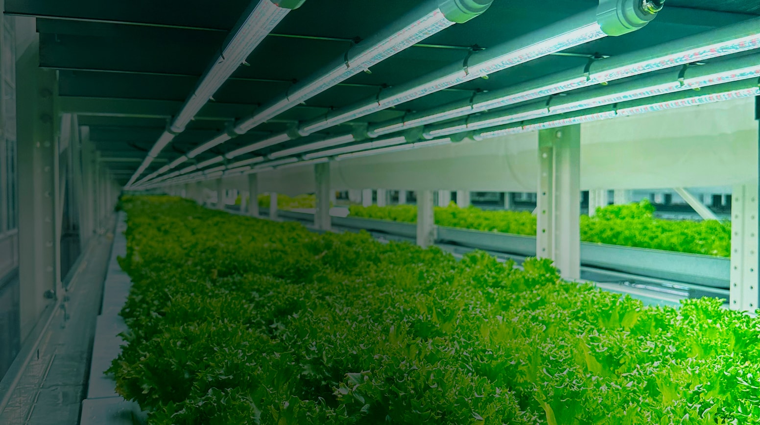 Plant factory